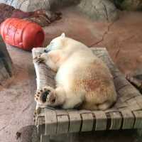 North Carolina Zoo – Asheboro