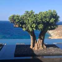 Odera Tinos, Autograph Collection