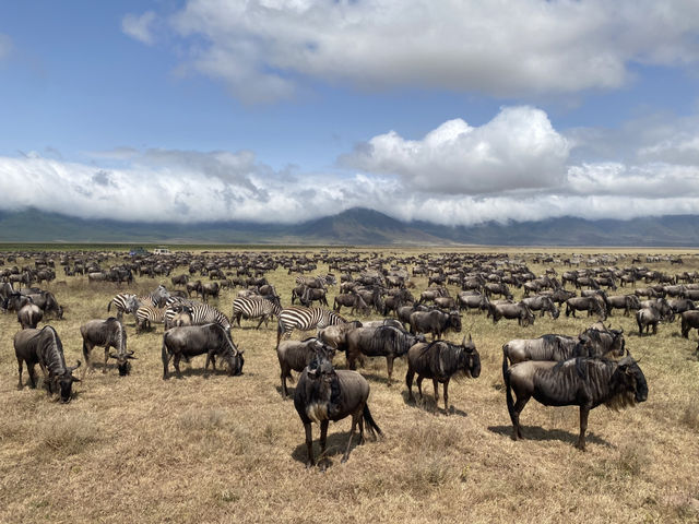Kenya - Tanzania trip 2025 🇰🇪🇹🇿