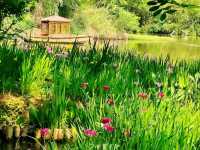 Xixi Wetland- Hailed As the "Kidney of Hangzhou"