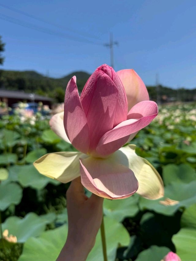 Gangwon