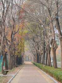 Autumn Splendor at Chaoyang Park