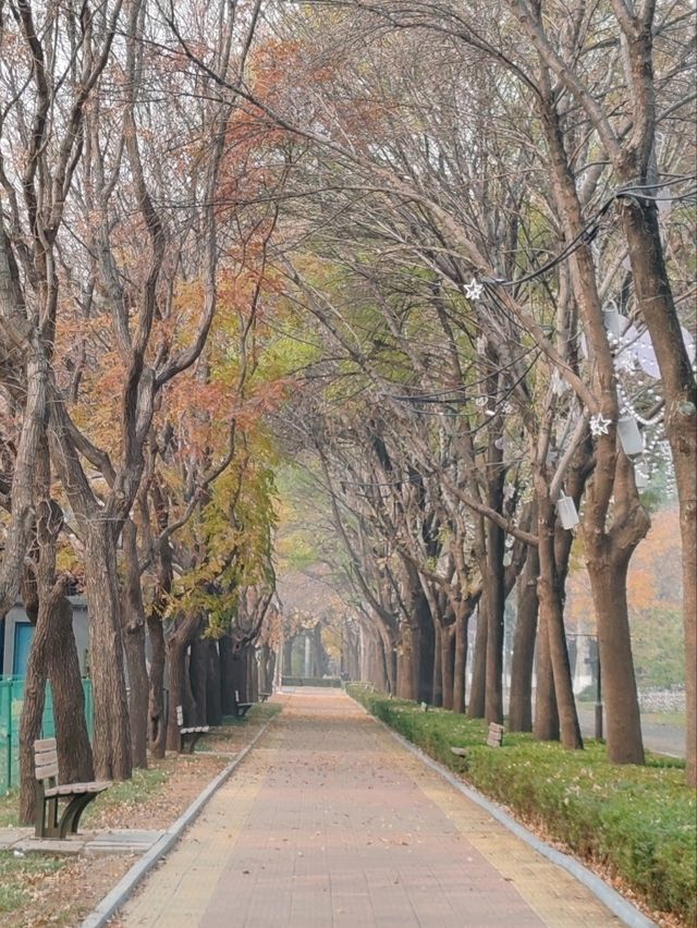 Autumn Splendor at Chaoyang Park