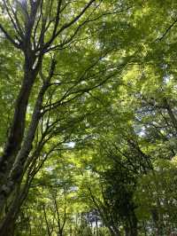 Mount Takao is the perfect half‑day escape: blend nature, culture, and light adventure