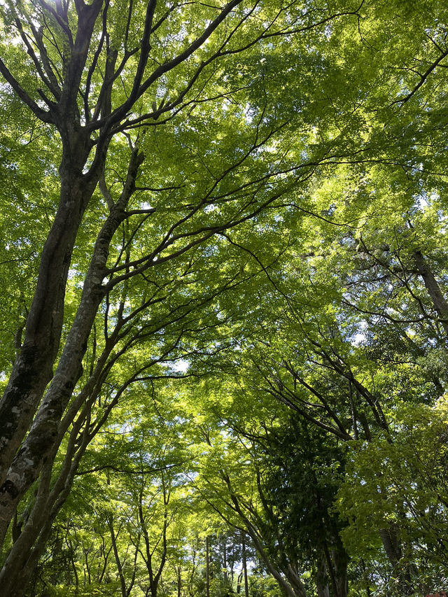 Mount Takao is the perfect half‑day escape: blend nature, culture, and light adventure