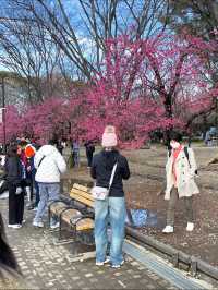 3 พิกัดดูซากุระบานที่ Ueno 🌸