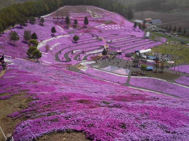 北海道網走 網走湖莊酒店 東藻琴 芝櫻公園 北海道網走 網走湖莊酒店 東藻琴 芝櫻公園