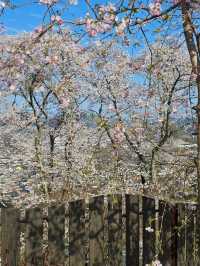 sendai sakura budget