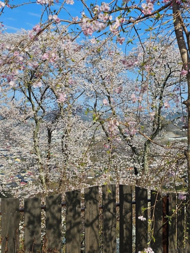 sendai sakura budget