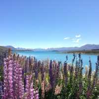 Bloom & Blue: A Dreamy Escape to Lake Tekapo