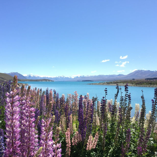 Bloom & Blue: A Dreamy Escape to Lake Tekapo