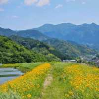 水面を彩る、東温の黄色い花の池💛