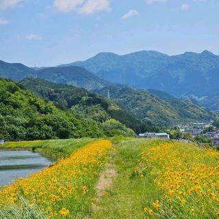 水面を彩る、東温の黄色い花の池💛