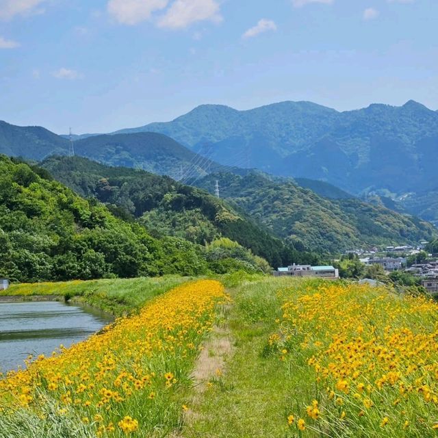 水面を彩る、東温の黄色い花の池💛