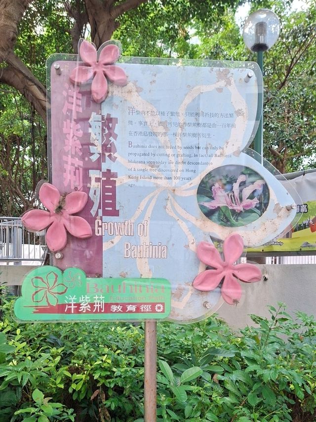 東涌尋紫荊｜洋紫荊教育徑小記｜小眾社區景點與親子自然課
