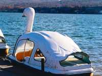 Swan Lake ที่ Lake Yamanakako