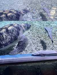 小梅沙海洋世界遊覽體驗：交通不便、設施不足，性價比偏低 