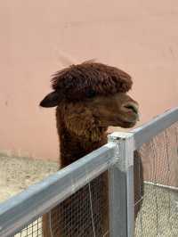 CAMEL REPUBLIC