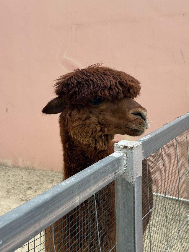 CAMEL REPUBLIC