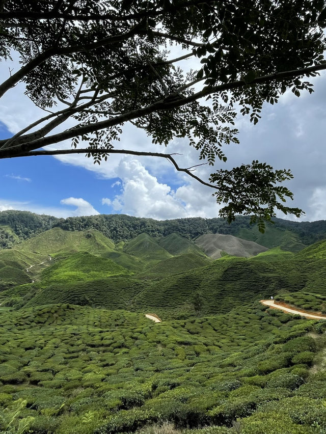 Cameron Highlands - city in the mist