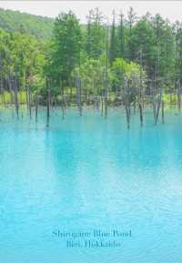 Blue Pond – Nature’s Enchanting Gem in Biei, Hokkaido 💙🌲