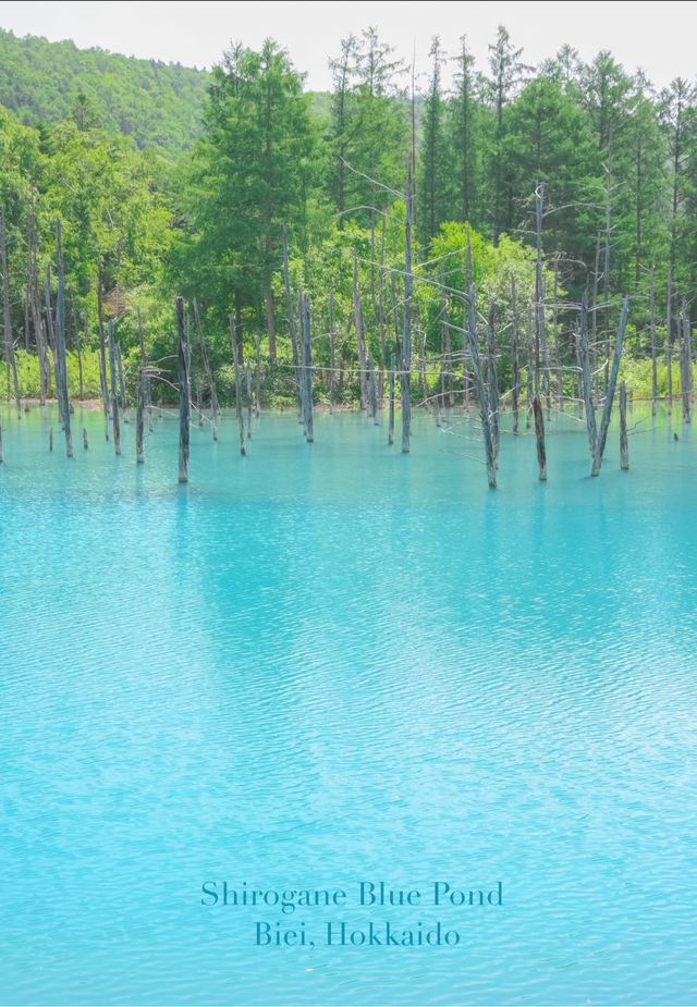 Blue Pond – Nature’s Enchanting Gem in Biei, Hokkaido 💙🌲