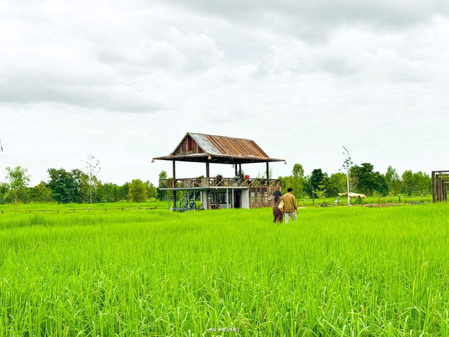 แลนด์มาร์คใหม่สุรินทร์ ฟีลเขาใหญ่ ท่ามกลางทุ่งนา