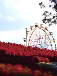 様々な絶景お花畑が見られる東京ドイツ村