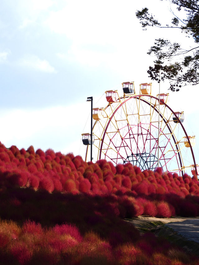 様々な絶景お花畑が見られる東京ドイツ村