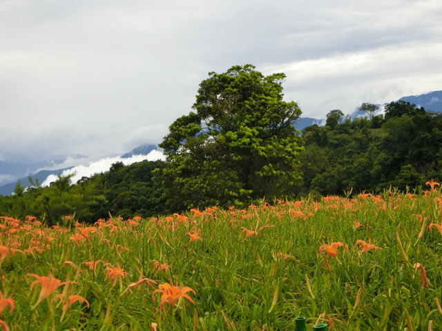 沐浴在滿山遍野的金針花海中一花蓮赤科山