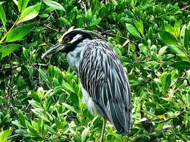 🌺 Marie Selby Botanical Gardens – A Tropical Oasis by the Bay 🌺 Marie Selby Botanical Gardens – A Tropical Oasis by the Bay