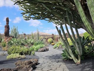 สวนกระบองเพชร