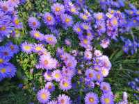 Claude Monet's House and Gardens - Giverny