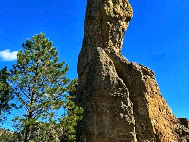 🏞️ Custer State Park – The Wild Heart of South Dakota 🏞️ Custer State Park – The Wild Heart of South Dakota