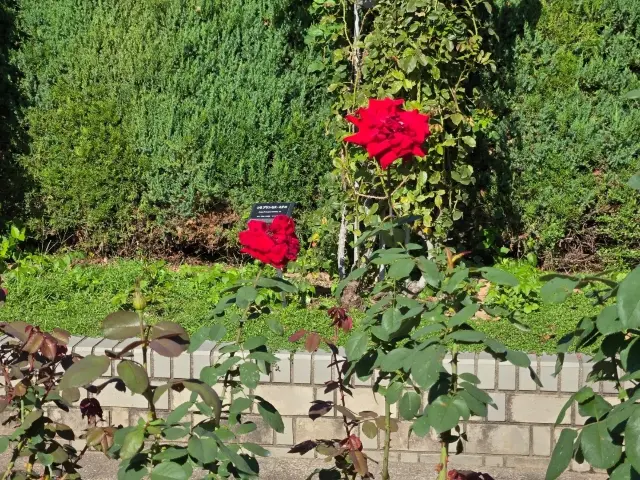 【大阪】大阪市 大阪市立長居植物園 秋季玫瑰週