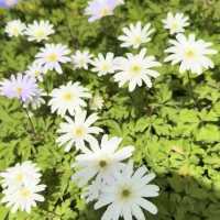 Winterthur Museum, Garden & Library