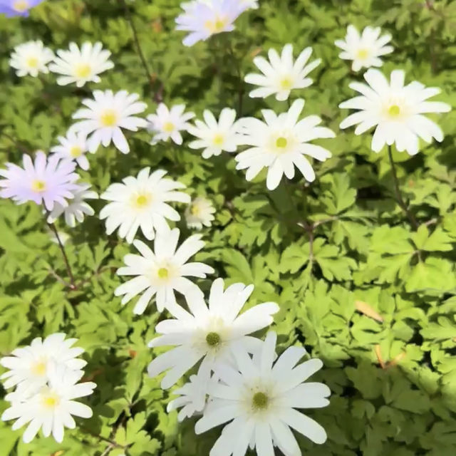 Winterthur Museum, Garden & Library