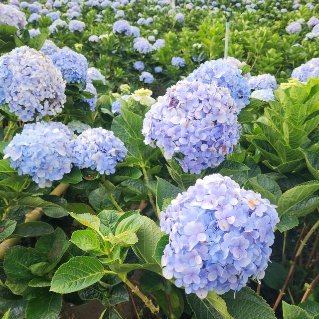 Mae Rim Flower Power: Hydrangea Selfie Spots & Insta Garden Magic 🌸🌦️ Mae Rim Flower Power: Hydrangea Selfie Spots & Insta Garden Magic 🌸🌦️
