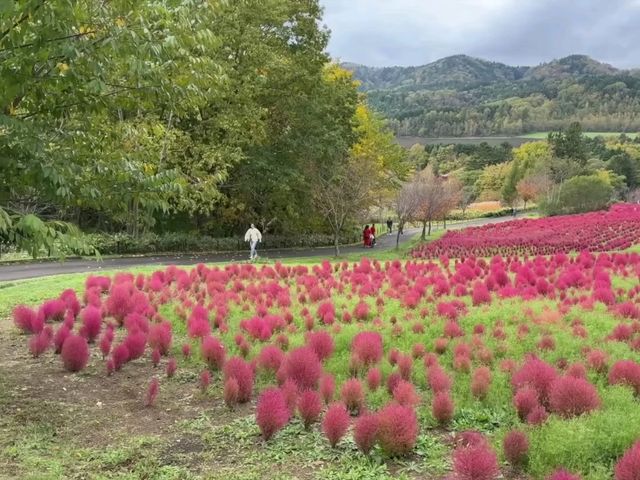 北海道秘境✨由仁花園3.2萬株地膚草鋪成秋日絨毯