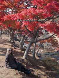 🍂 Autumn in Nara Park🍁🫎