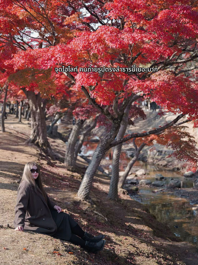 🍂 Autumn in Nara Park🍁🫎