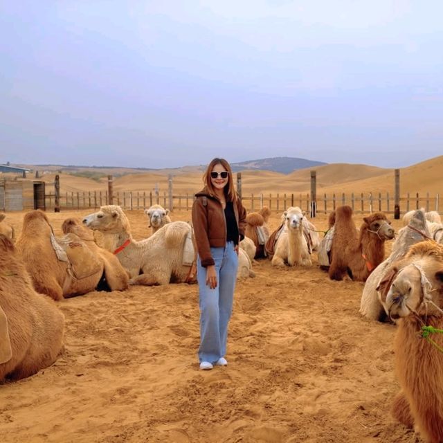 ขี่อูฐในทะเลทรายร้องเพลง