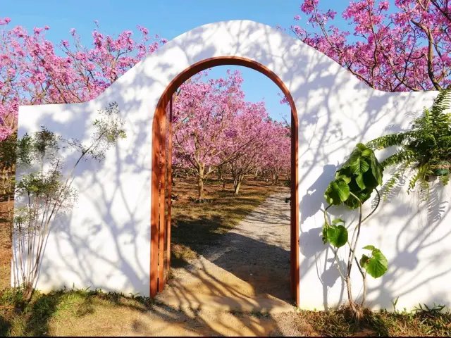 cherry blossom