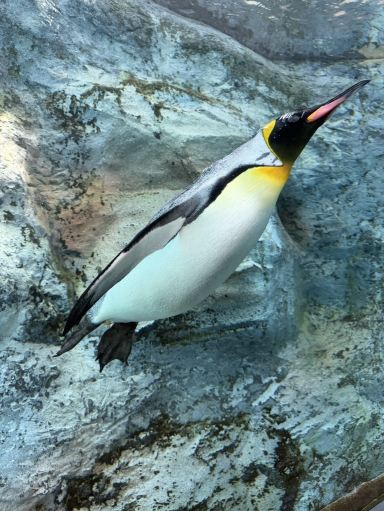 Asahiyama Zoo Tickets [2026] - Promos, Prices, Reviews & Opening