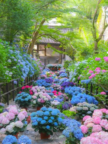 A breathtaking early summer spectacle adorning a temple of flowers