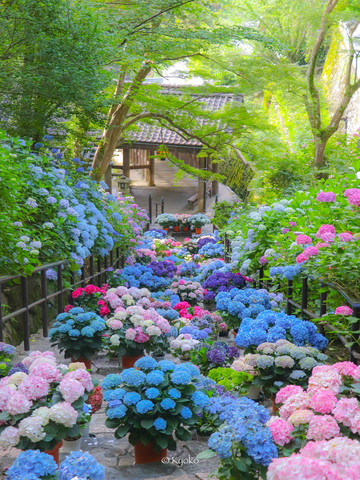A breathtaking early summer spectacle adorning a temple of flowers
