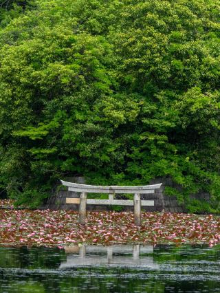 幾乎所有介紹絕景的雜誌都會刊載「沉沒鳥居」。