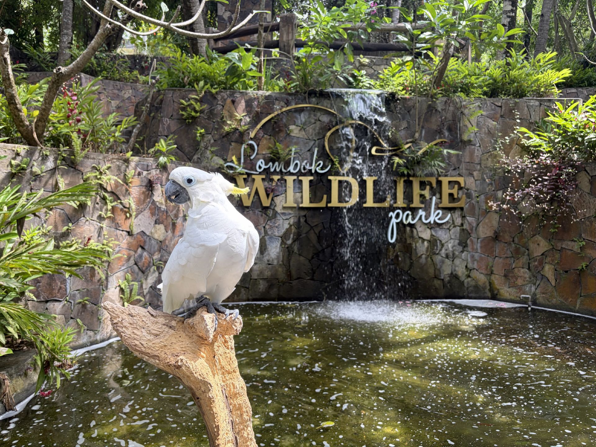 [Lombok Island] A journey to encounter animals! A tour of the Wildlife Park & ​​Pusuk Monkey Forest 🐒🦧✨