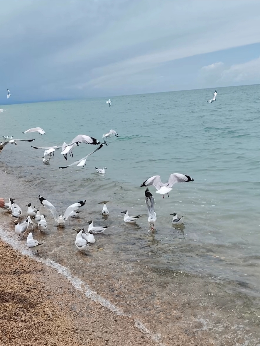 Qinghai Lake has been on my bucket list for a while