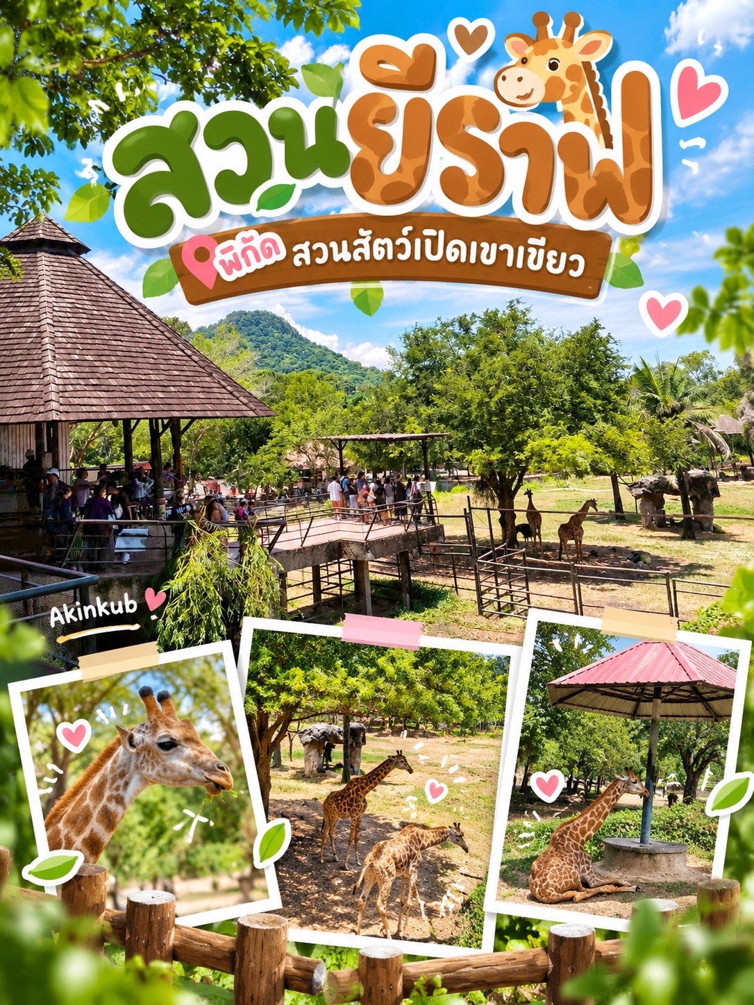 Кормление жирафов в зоне African Savanna, открытый зоопарк Кхао Кхео